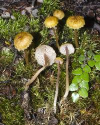 Laccaria masoniae image