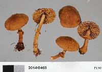 Descolea maculata image