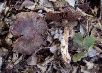 Cortinarius caryotis image