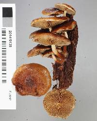 Pholiota multicingulata image