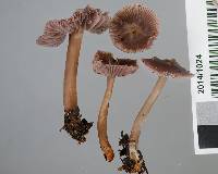 Mycena fuscovinacea image