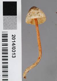 Lepiota calcarata image