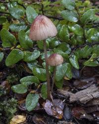 Mycena mariae image