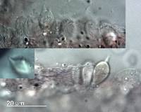 Mycena adscendens image