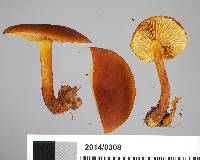 Gymnopilus ferruginosus image