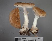 Amanita australis image