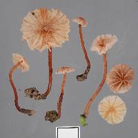 Laccaria glabripes image