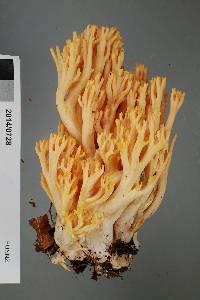 Ramaria junquilleovertex image