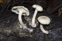 Clitocybe metachroa image