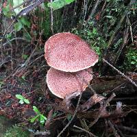 Suillus lakei image