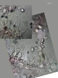 Mycena adscendens image