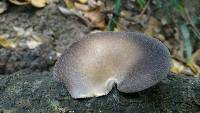Pleurotus australis image