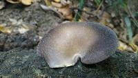 Pleurotus australis image