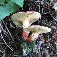 Suillus lakei image