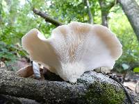 Pleurotus djamor image