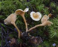 Hygrophoropsis coacta image