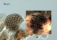 Dictyosporium foliicola image