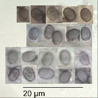 Image of Artomyces adrienneae