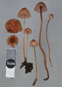 Mycena mariae image