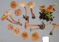 Laccaria tetraspora image