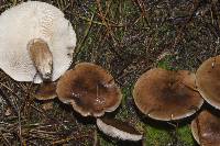 Tricholoma albobrunneum image