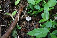 Mycena filopes image