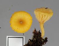 Lichenomphalia chromacea image