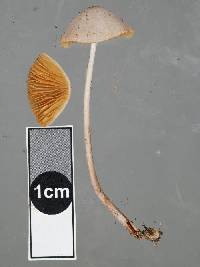 Conocybe siliginea image