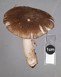 Amanita nehuta image