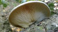 Pleurotus australis image