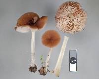 Pluteus terricola image