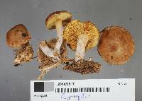 Gymnopilus allantopus image