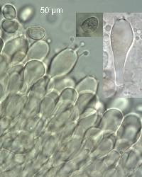 Hygrocybe striatolutea image