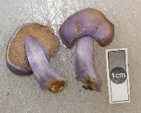 Cortinarius porphyroideus image