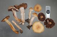 Cortinarius paleaceus image