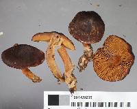 Cortinarius xenosma image