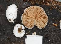 Crepidotus albolanatus image