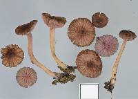 Laccaria fibrillosa image