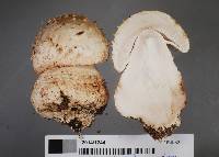 Amanita pareparina image