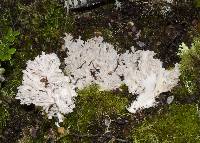 Ramaria purpureopallida image