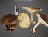 Clitocybe eucalyptorum image