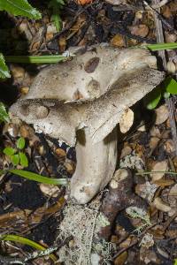 Russula griseobrunnea image