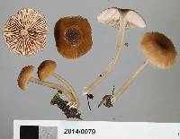 Entoloma persimile image