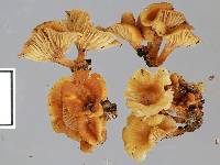 Xeromphalina podocarpi image