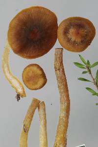 Cortinarius waiporianus image