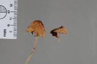 Conocybe apala image