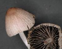 Coprinellus plagioporus image