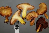 Chalciporus piperatoides image