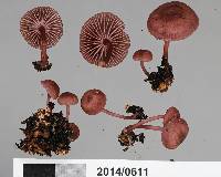 Mycena rubroglobulosa image