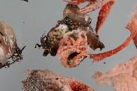 Clathrus archeri image